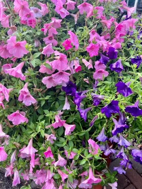 Petunias bushes flowers