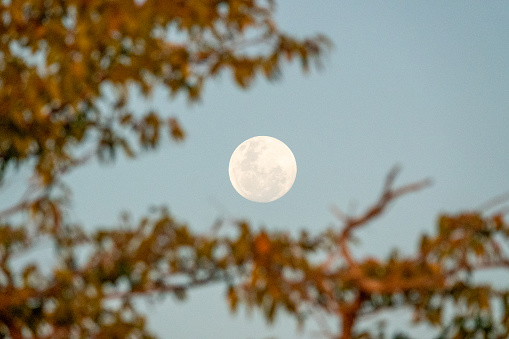 Full Moon over Mopani Tree at Etosha National Park in Kunene Region, Namibia