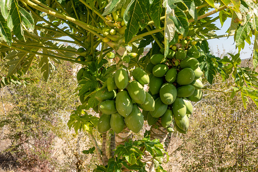 Fresh bergamot or kaffir lime fruit and green leaf isolated on white background.