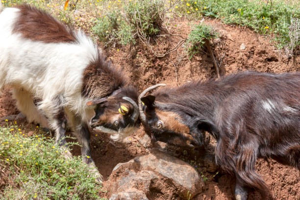 istock Close-up fight of two goats on a mountainside 1411444005