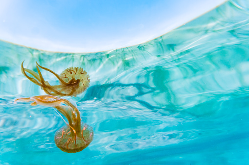 Mediterranean jellyfish in the sea, underwater footage.