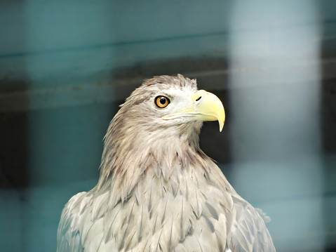 Bald eagle in the cage portrait close up view.