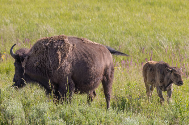istock Bison Cow and Calf in Summer in Yellowstone 1411444506