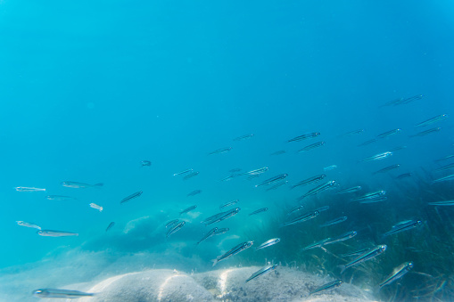 School of fish swimming just above the seabed with seaweed in a warm Aegean sea in Greece.