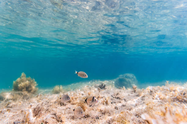 istock School Of Fish And Seabed With Seaweed 1411444791