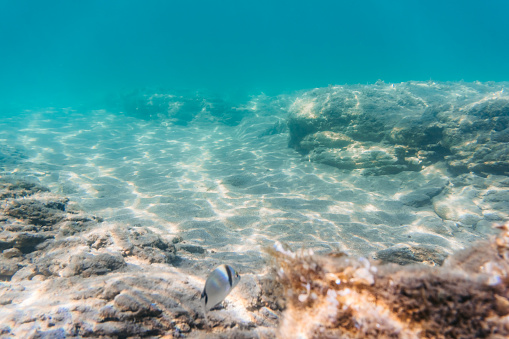 One fish swimming just above the seabed in a warm Aegean sea in Greece.