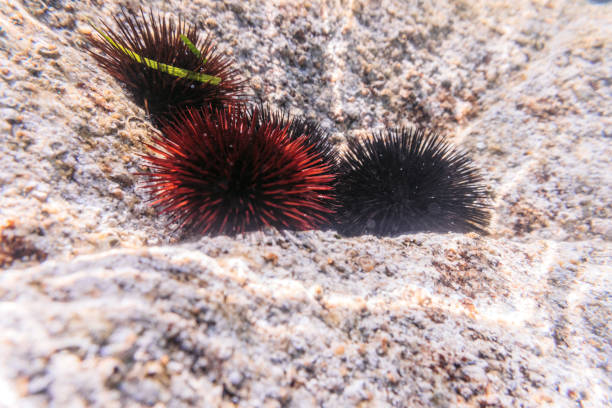 Sea Urchin on seabed in a warm Aegean sea in Greece.