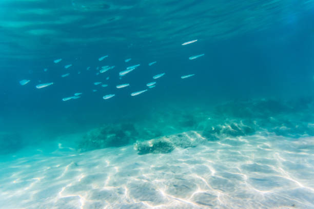 istock School Of Fish And Seabed 1411445611