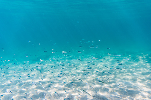 School of fish swimming just above the seabed in a warm Aegean sea in Greece.