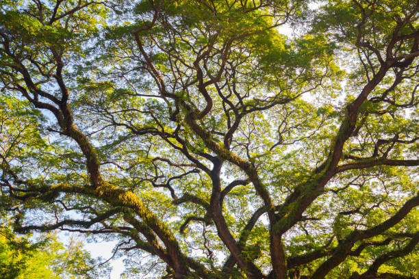 istock View from the bottom, the magnificent stretch of branches and gr 1411445925