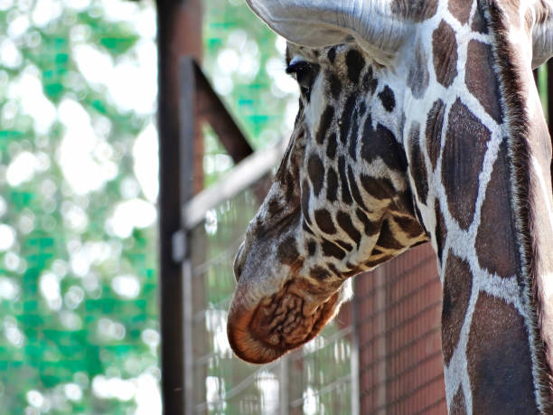istock Closeup view of a giraffe face. From behind 1411445995