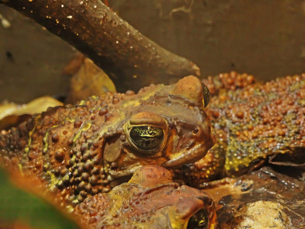 a marina de cana-de-sapo rhinella, também conhecida como sapo gigante neotropical ou sapo marinho, é um grande sapo terrestre nativo da américa central do sul e do continente. - cane toad toad wildlife nature - fotografias e filmes do acervo