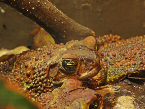 тростниковая жаба rhinella marina, также известная как гигантская неотропическая жаба или морская жаба, является большой наземной истинной жабой, - cane toad toad wildlife nature стоковые фото и изображения
