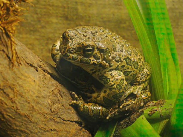 тростниковая жаба rhinella marina, также известная как гигантская неотропическая жаба или морская жаба, является большой наземной истинной жабой, - cane toad toad wildlife nature стоковые фото и изображения