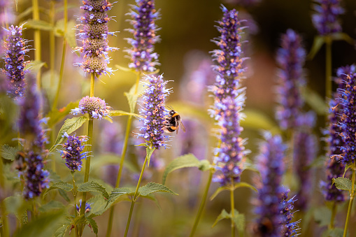 Close up macro color image of a bee pollinating purple giant hyssop flowers in a fresh lush meadow. Focus is sharp on the bee while the flowers and green leaves are defocused in the background. Room for copy space.