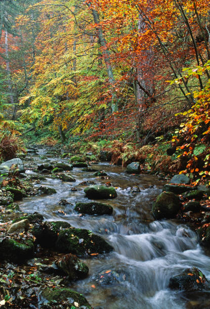istock Silano plateau, autumn colors around a creek 1411448050