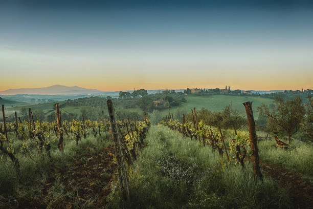 istock Vineyards in Tuscany 1411450254