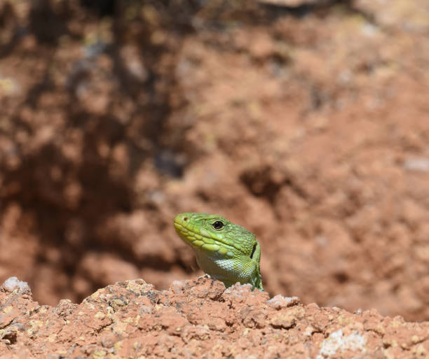 istock European green lizard (Lacerta bilineata) 1411451270