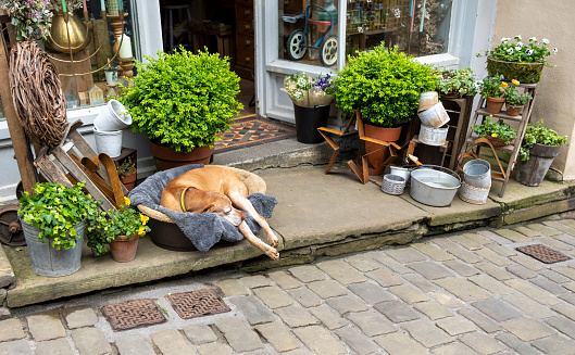 This is historic Haworth, Yorkshire, England, UK, home of the Bronte sisters.  A sleepy golden Labrador in his bed outside a store near the top of the high street.