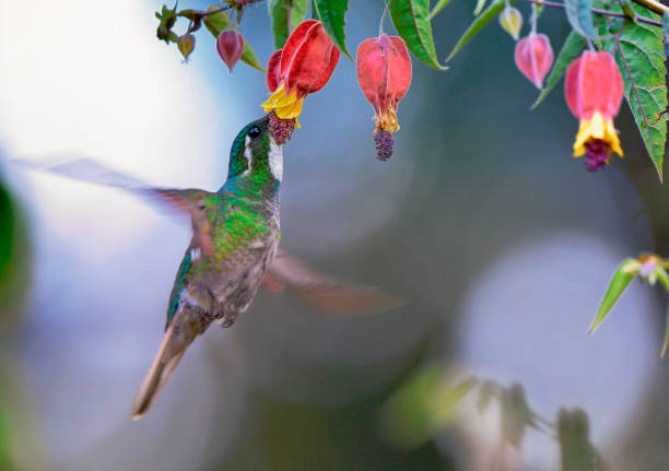istock Gray-tailed mountain gem hummingbird at a flower 1411451860