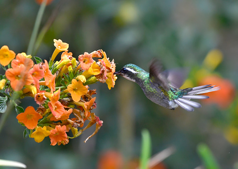 A Gray-tailed mountain gem hummingbird  is seen extracting nectar at a flower.  The bird is in mid flight hovering at the small yellow flowers.  The beak of the bird is in the flower.  The tail is flailed.  This photograph of a hummingbird was taking in a flower garden in the high mountains of Costa Rica.