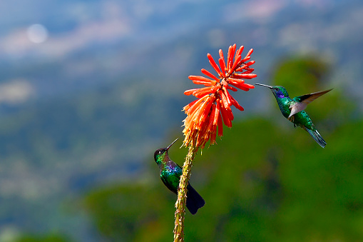 A Fiery-throated hummingbird and a lesser violetear hummingbird can be seen on a flower.  One hummingbird is perching while extracting nectar from the orange flower, while the other one is in mid flight hovering about to extract nectar.  In the background there are mountains.  The fiery-throated hummingbird is found in the high mountains of Costa Rica