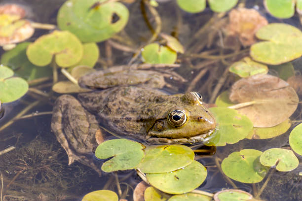 istock A frog sits in a pond close-up 1411452697