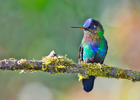 A Fiery-throated hummingbird is perching on a branch.  The colorful hummingbird displays a rainbow of different vibrant colors.  The Fiery-throated hummingbird can only be found in the high mountains of Costa Rica. The breast of the hummingbird is green, blue, red, yellow and shades of all these.  The colors are iridescent.