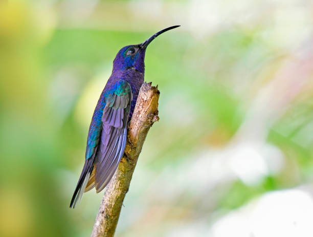 istock Violet Sabrewing hummingbird perching on a branch 1411452988