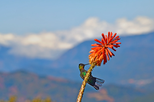 a fiery-throated hummingbird is taking nectar from a flower.  The hummingbird is very colorful and can only be found at high altitude in Costa Rica.  The bird is perching on the flower.  The focus on the hummingbird is very sharp. The flower is red. In the background there are 3 levels of mountains, including high mountains with clouds and sky.