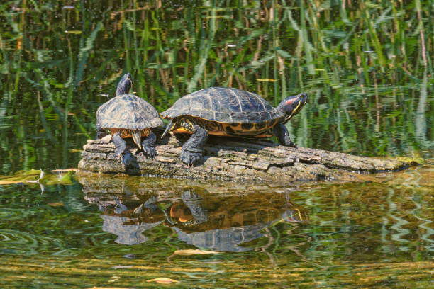 istock Water turtles on a submerged log. 1411453289