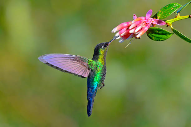 istock Fiery-throated hummingbird taking nectar from a flower 1411453481