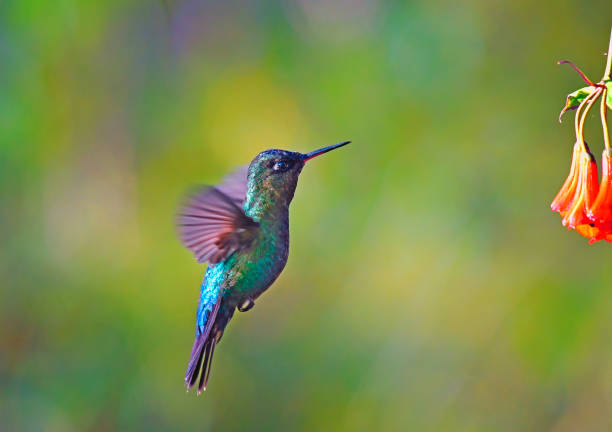 istock Fiery-throated hummingbird taking nectar from a flower 1411454129