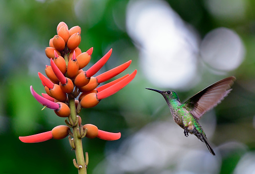 A small Violet headed hummingbird is seen extracting nectar on an arbol de pora tree.  The tree is very peculiar with shoots that stick out of pods.  At the base of the pods the hummingbird can access the nectar.  This photograph of a small Violet headed hummingbird was taken in the rainforest jungle of Costa Rica.
