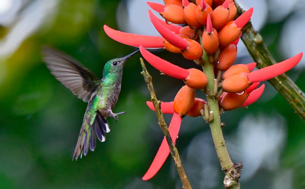 istock Violet headed hummingbird near an arbol de pora tree 1411454174