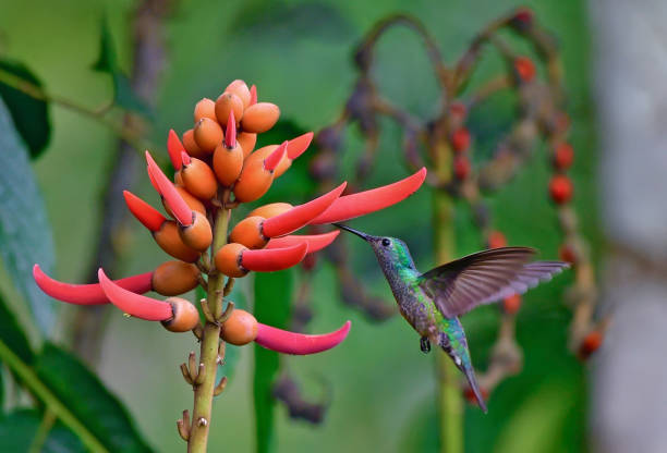 istock Violet headed hummingbird near an arbol de pora tree 1411454280