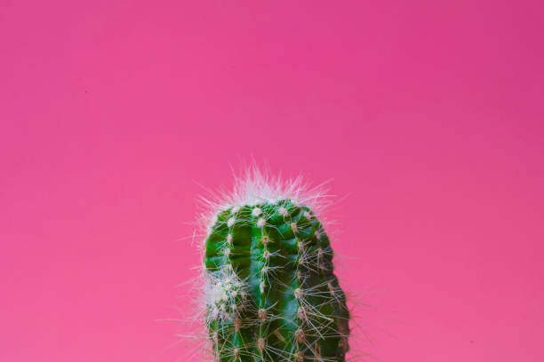 drzewo kaktusowe z zbliżeniem na jasnoróżowym tle. - resound zdjęcia i obrazy z banku zdjęć