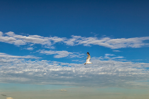 sea gull in flight in cloud filled sky