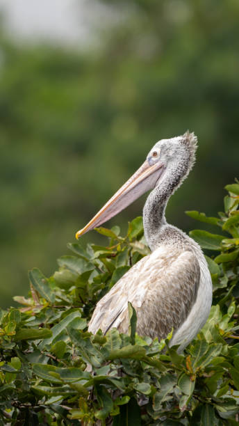 istock spot-billed pelican (Pelecanus philippensis) 1411454696