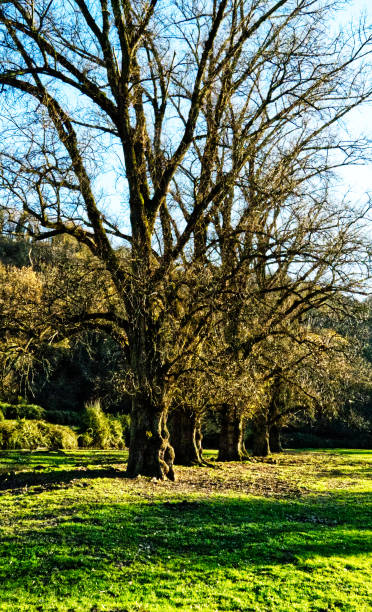 istock trees park of veio sunset rome 1411454726