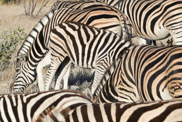 istock Zebra at Etosha National Park in Kunene Region, Namibia 1411455379