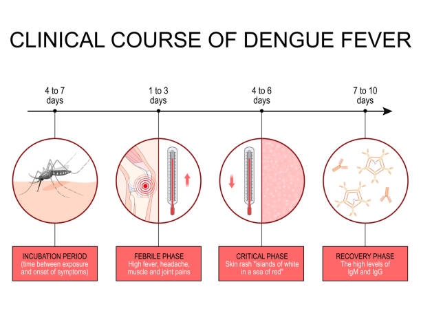 denga. infografiki kursu klinicznego. - incubation period stock illustrations