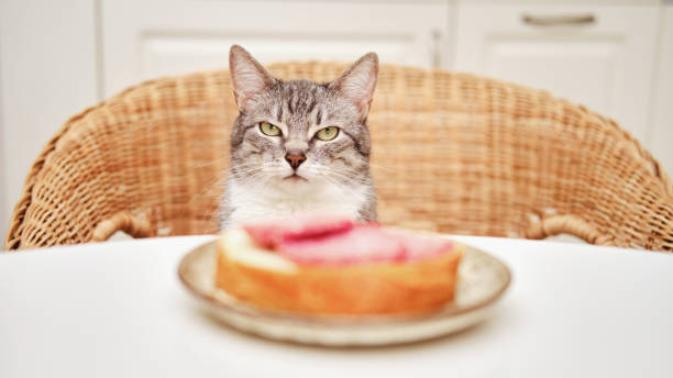 un chat en colère est assis à la table près d’un sandwich à la saucisse dans la cuisine de la maison - shipping supplies photos et images de collection