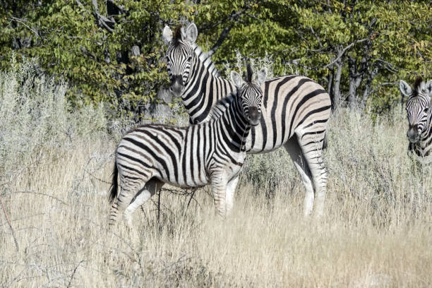Zebra at Etosha National Park in Kunene Region, Namibia