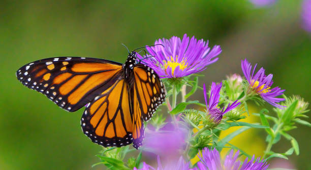 Monarch Butterfly On Aster Flower stock photo