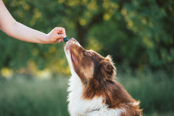 istock Giving CBD hemp oil to dog 1411457383