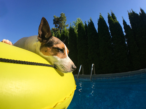 Jack Russell Terrier dog relaxing on a yellow inflatable pool float in a backyard swimming pool on a hot sunny day.
