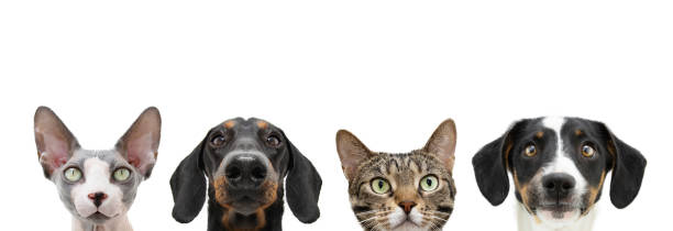 istock Banner cat and dog looking. Isolated on white background 1411458146
