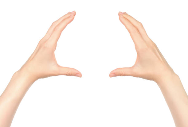 istock Woman hands shows virtual holding something, on white background 1411459223
