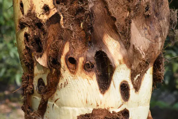 Photo of coconut tree damaged by larva of rhinoceros beetles